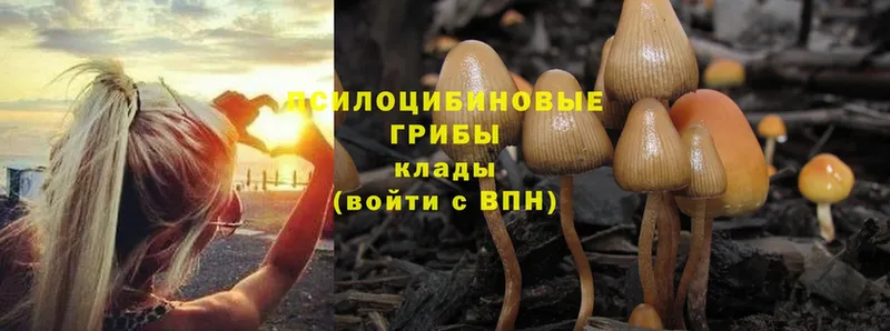 Псилоцибиновые грибы Cubensis Колпашево